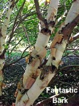Fox Valley River Birch Tree