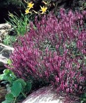 Salvia nemorosa 'Rose Queen' - Violet Sage, Ornamental Meadow Sage