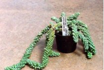Sedum burrito - Burrito Burros