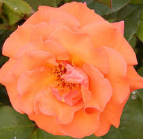 Rosa Westerland - Rose