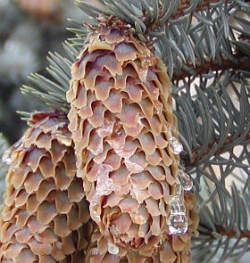 Picea pungens