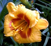 Hemerocallis 'Fooled Me' - Daylily
