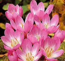Colchicum 'The Giant' - False Autumn Crocus