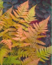 Dryopteris erythrosora - Autumn Fern