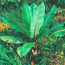 Ensete glaucum - Snow Banana Ensete glaucum - Snow Banana