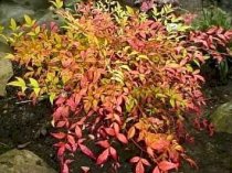 Nandina domestica - Heavenly Bamboo