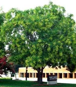 Sophora japonica - Japanese Pagoda tree