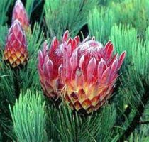 Protea aristata - Ladismith Sugarbush Protea aristata - Ladismith Sugarbush