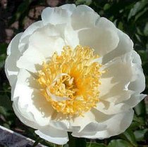 Paeonia lactiflora 'Lotus Queen' - Peony