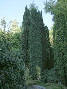 Taxus baccata 'Fastigiata'