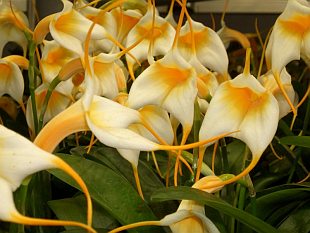 Masdevallia (orchidej)