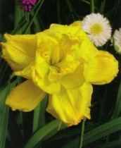 Hemerocallis 'Longfields Maxim' - Daylily