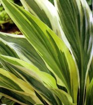 Hosta 'Lakeside Dragonfly' - Hosta