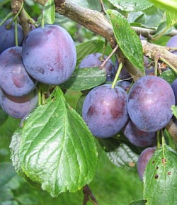 Prunus domestica 'Stanley' - plum tree Prunus domestica 'Stanley' - plum tree