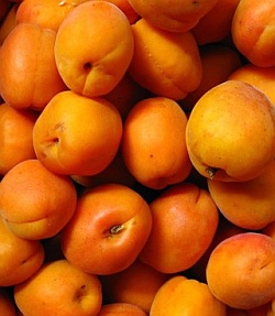 Prunus armeniaca 'Luizet' - apricot