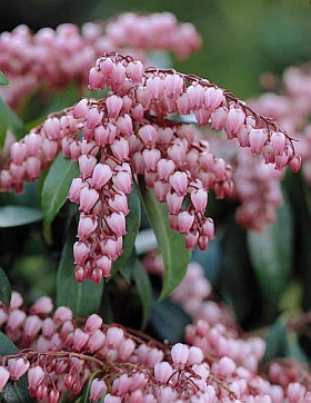 Pieris japonica 'Katsura' - lily of the valley