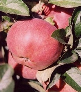 Malus domestica 'Starking' - apple tree Malus domestica 'Starking' - apple tree