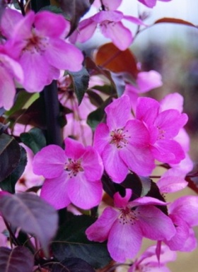 Malus 'Royal Beauty' - crab apple