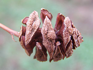 Metasequoia glyptostroboides - Chinesisches Rotholz