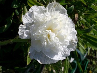 Alcea rosea 'Pleniflora' - Stockrose