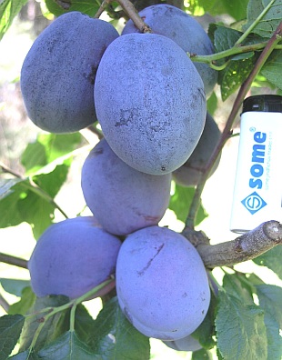 Prunus domestica 'Tophit' - slivoň [syn. Tophit Plus]