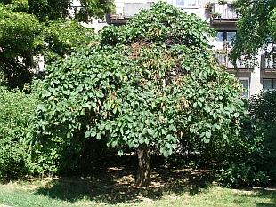 Ulmus glabra ’Pendula’ - jilm lysý [Stromy se zajímavým tvarem koruny]