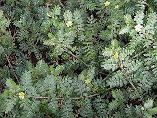 Tribulus terrestris - kotvičník zemní (TIP ZC CS)