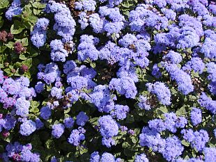 Letničky a dvouletky: Ageratum - nestařec
