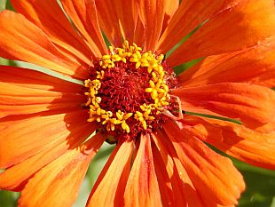 Letničky a dvouletky: Zinnia - ostálka