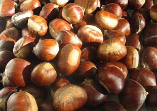 Castanea sativa - gaštan jedlý