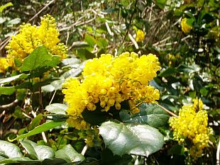 Biodiverzita, biodiverzanti, zahrádkáři a ti ostatní: mahonie cesmínolistá [foto: 4]