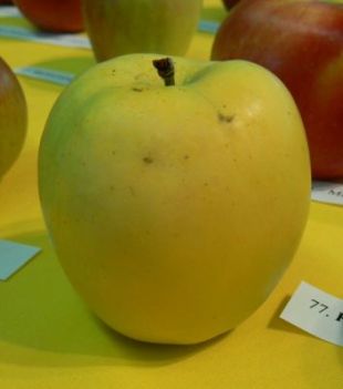 Malus domestica 'Zvonkové' - jabloň domáca