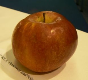 Malus domestica 'Wagenerovo'
