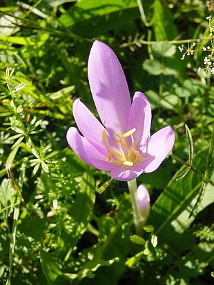 Crocus sativus - šafran siaty