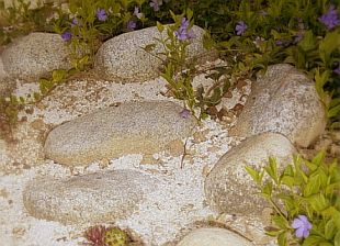 Vinca minor - zimozeleň menšia