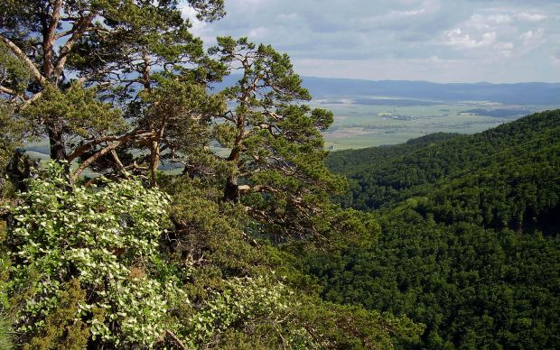 Pinus - borovica Pinus - borovica