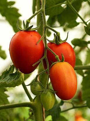 Solanum lycopersicum - rajčiak jedlý
