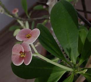 Euphorbia milii - prýštec ohnivý /Kristova koruna/