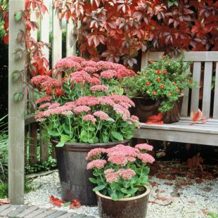 Sedum 'Herbstfreude' - rozchodník (PROVOBIS)