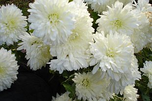 Chryzantémy - novembrové krásavice