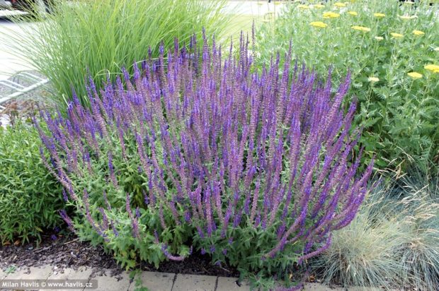 Salvia nemorosa 
