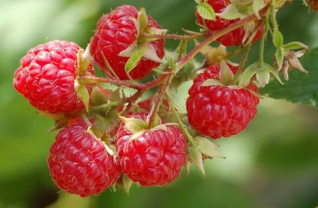 Rubus idaeus - ostružina malinová (MONIKAOFF) Rubus idaeus - ostružina malinová (MONIKAOFF)