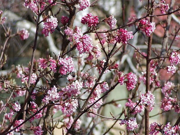 Viburnum farreri - kalina voňavá