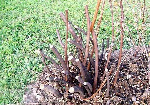 Tipy na mesiac február: zrezaný ker (NOVA PG)