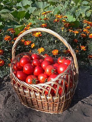 Tipy na mesiac august (PIXABAY)