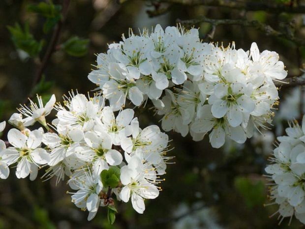 Prunus spinosa - slivka trnková