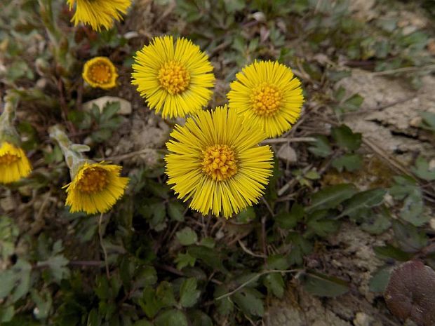 Tussilago farfara - podbeľ liečivý (MONIKAOFF)