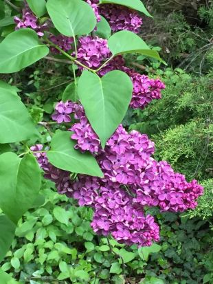Syringa vulgaris - orgován obyčajný (MONIKAOFF)