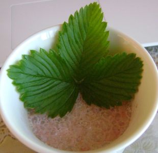 Fragaria vesca - jahoda obyčajná (MONIKAOFF)