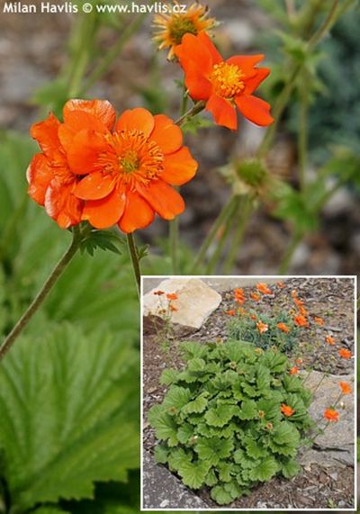 Geum coccineum 'Koi Dark Orange' - scarlet avens Geum coccineum 'Koi Dark Orange' - scarlet avens